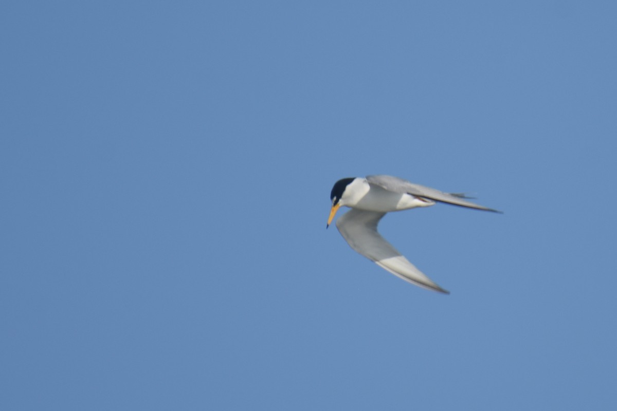 Least Tern - ML618607763