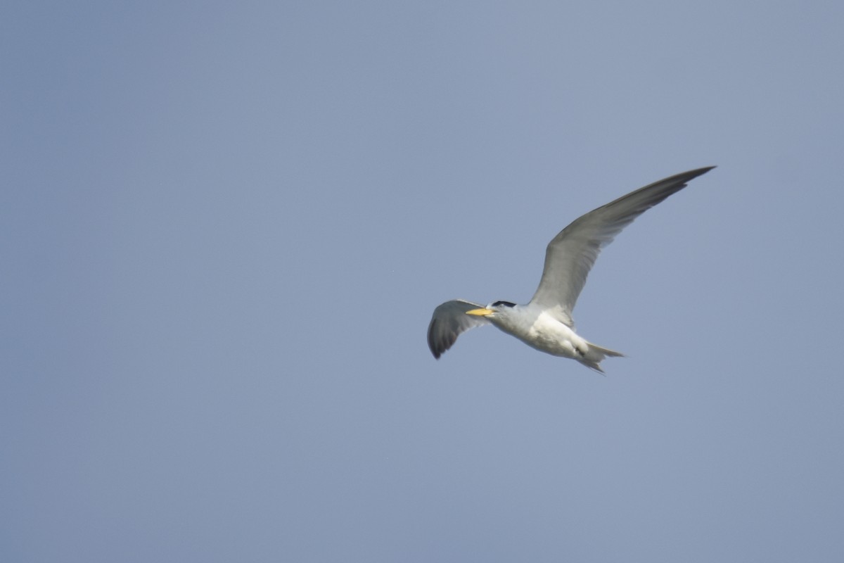 Yellow-billed Tern - ML618607767