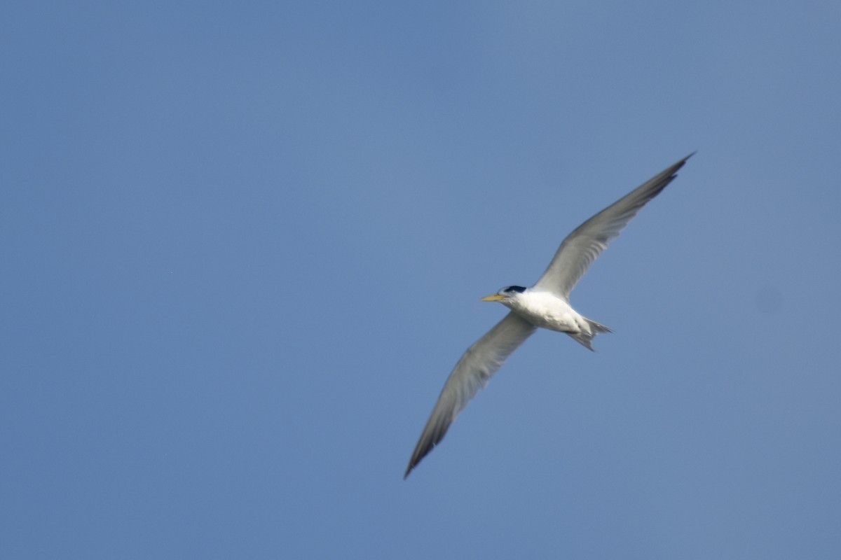 Yellow-billed Tern - Luke Berg