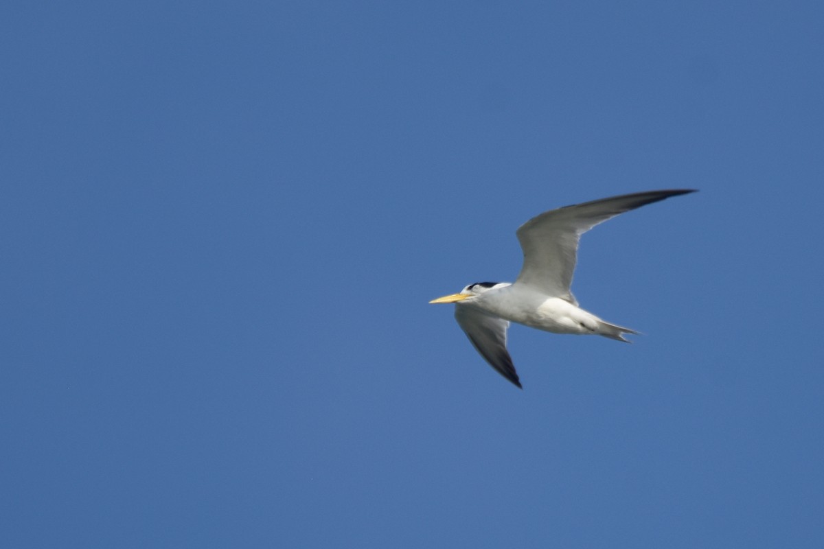 Yellow-billed Tern - ML618607771