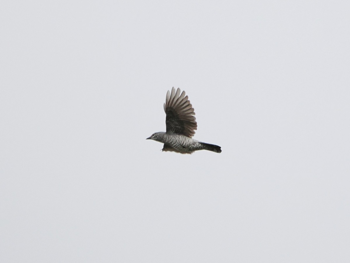 Lesser Cuckooshrike - Kuan Chih Yu