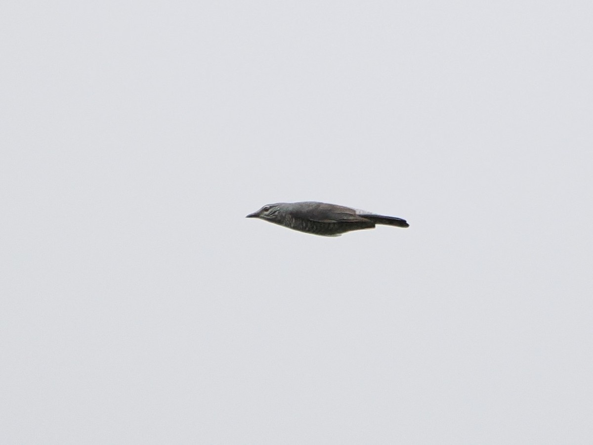 Lesser Cuckooshrike - ML618607775