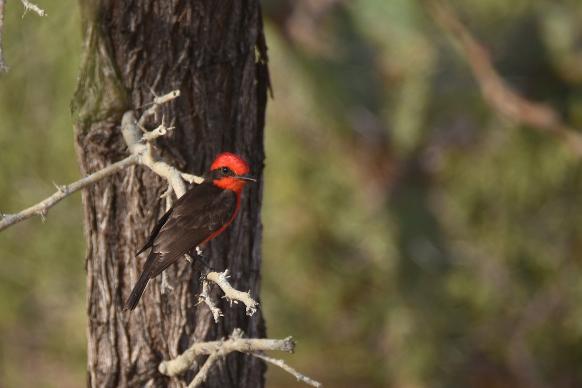 Vermilion Flycatcher (saturatus) - ML618607790