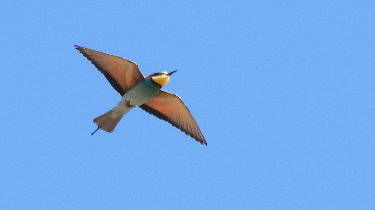 European Bee-eater - Jose Manuel Mouriño