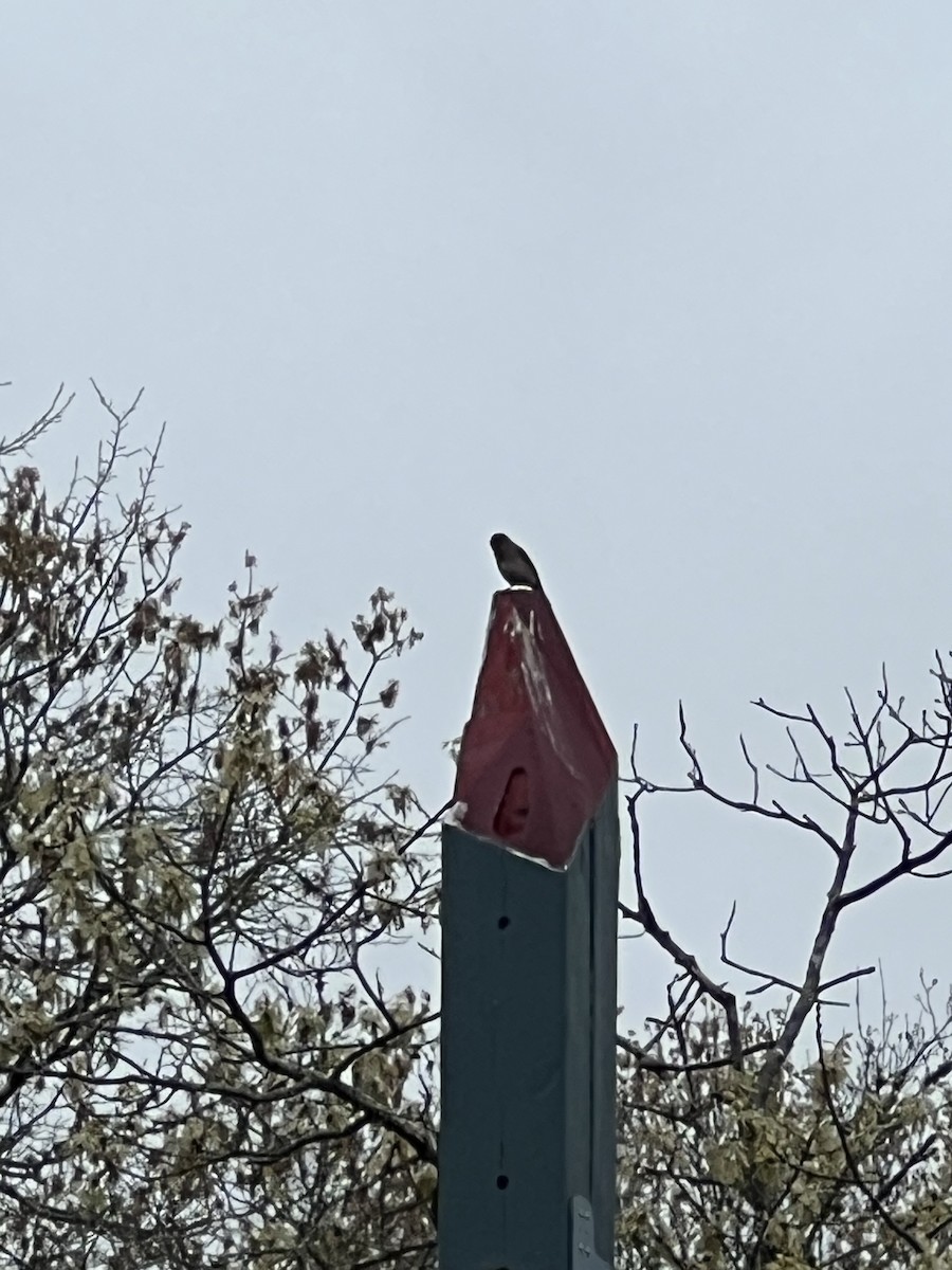 Eastern Bluebird - ML618607827