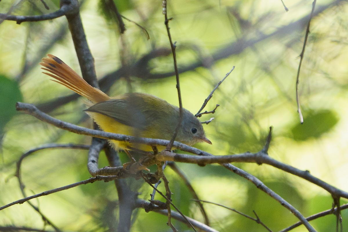 Livingstone's Flycatcher - ML618607835