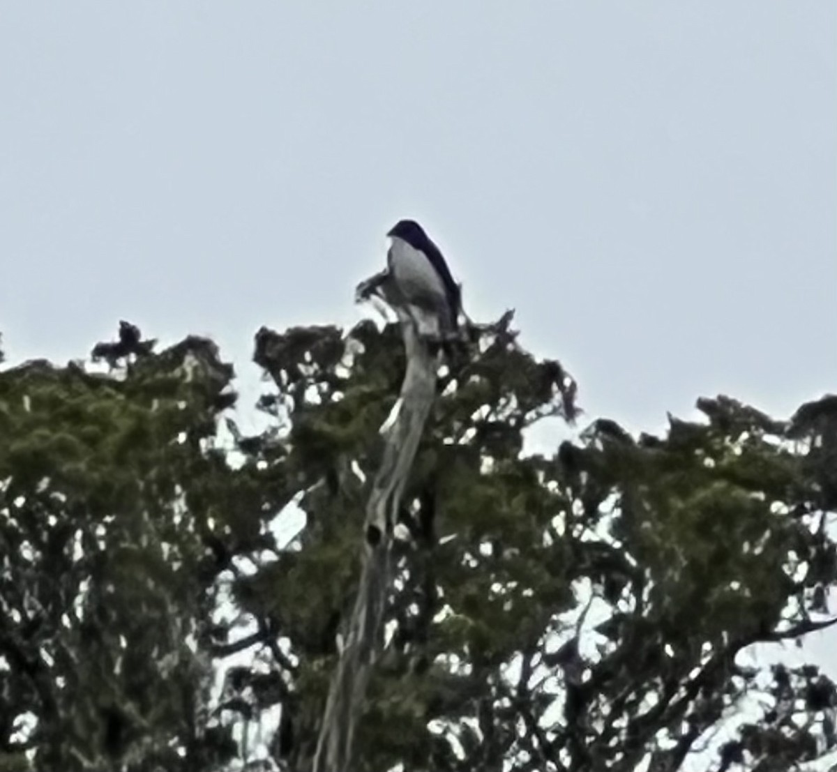 Eastern Kingbird - Mary Murphy