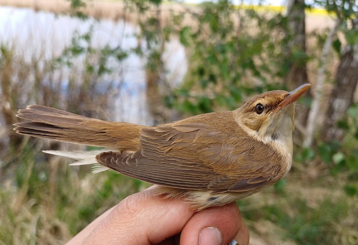 Common Reed Warbler - ML618607848