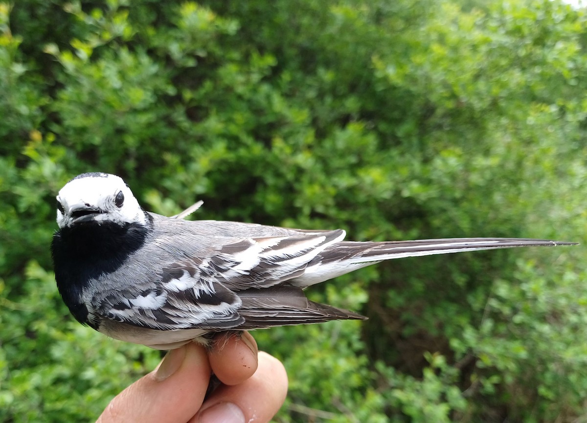 White Wagtail - ML618607853