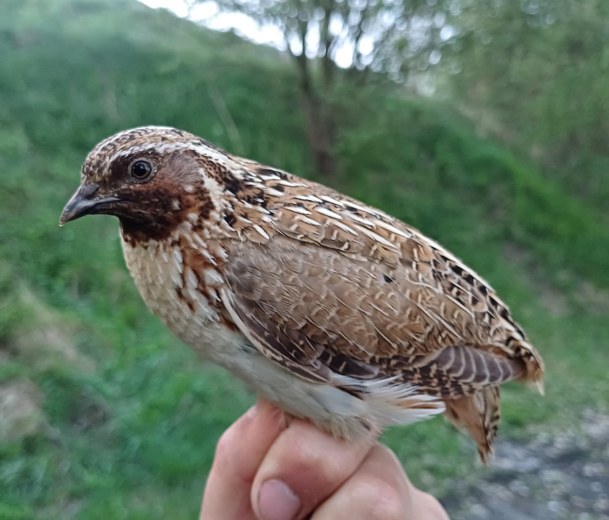 Common Quail - ML618607873