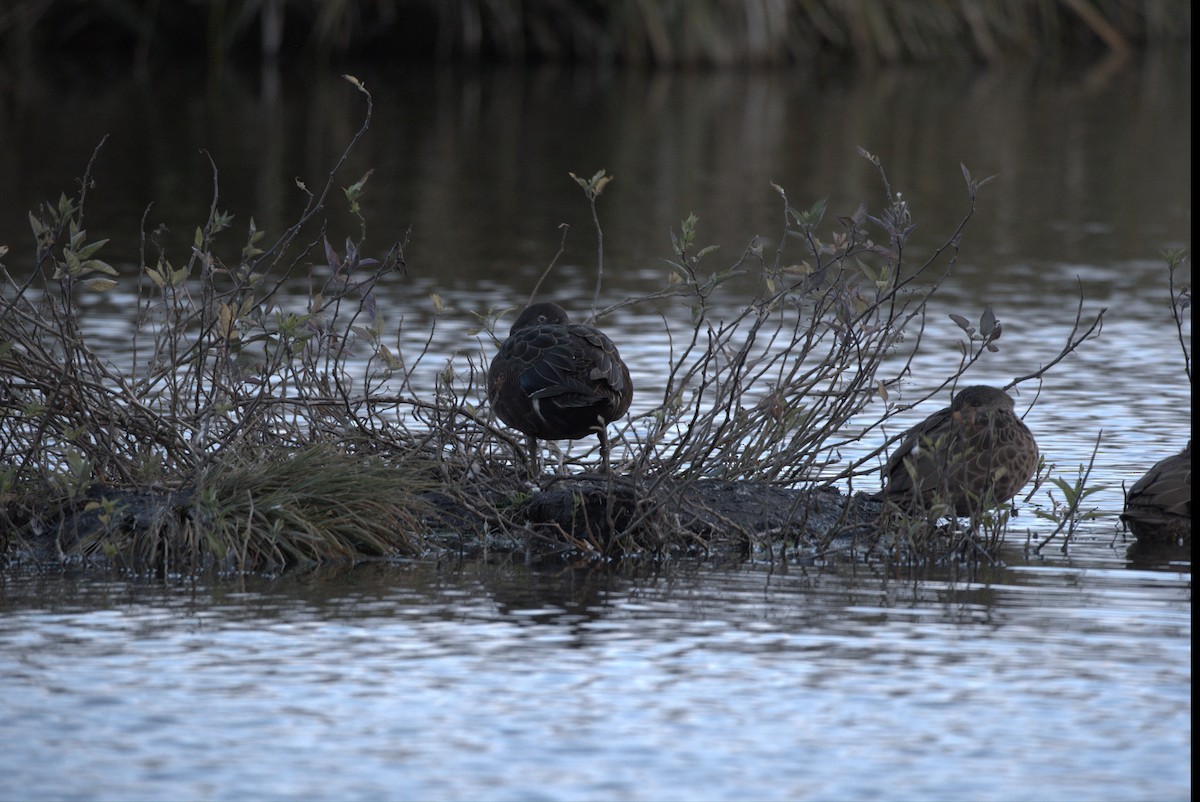 čírka novozélandská - ML618607886