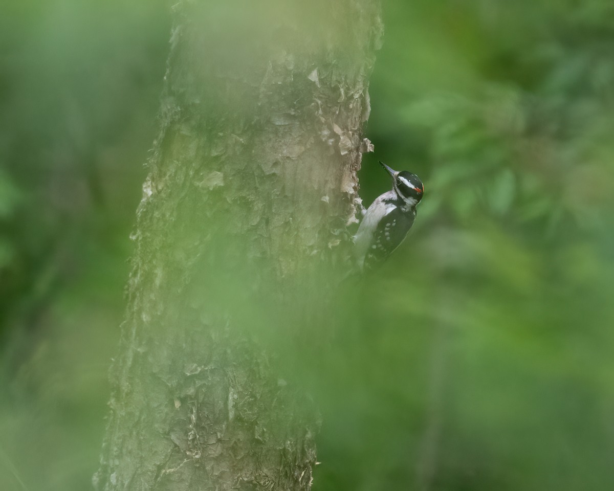 Hairy Woodpecker - ML618607895