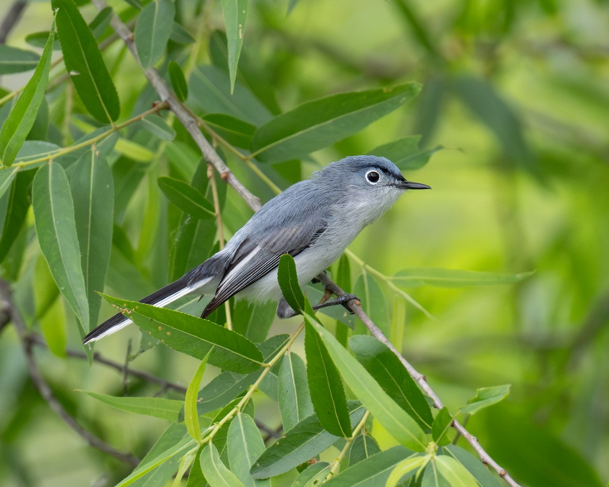 Blue-gray Gnatcatcher - ML618607900