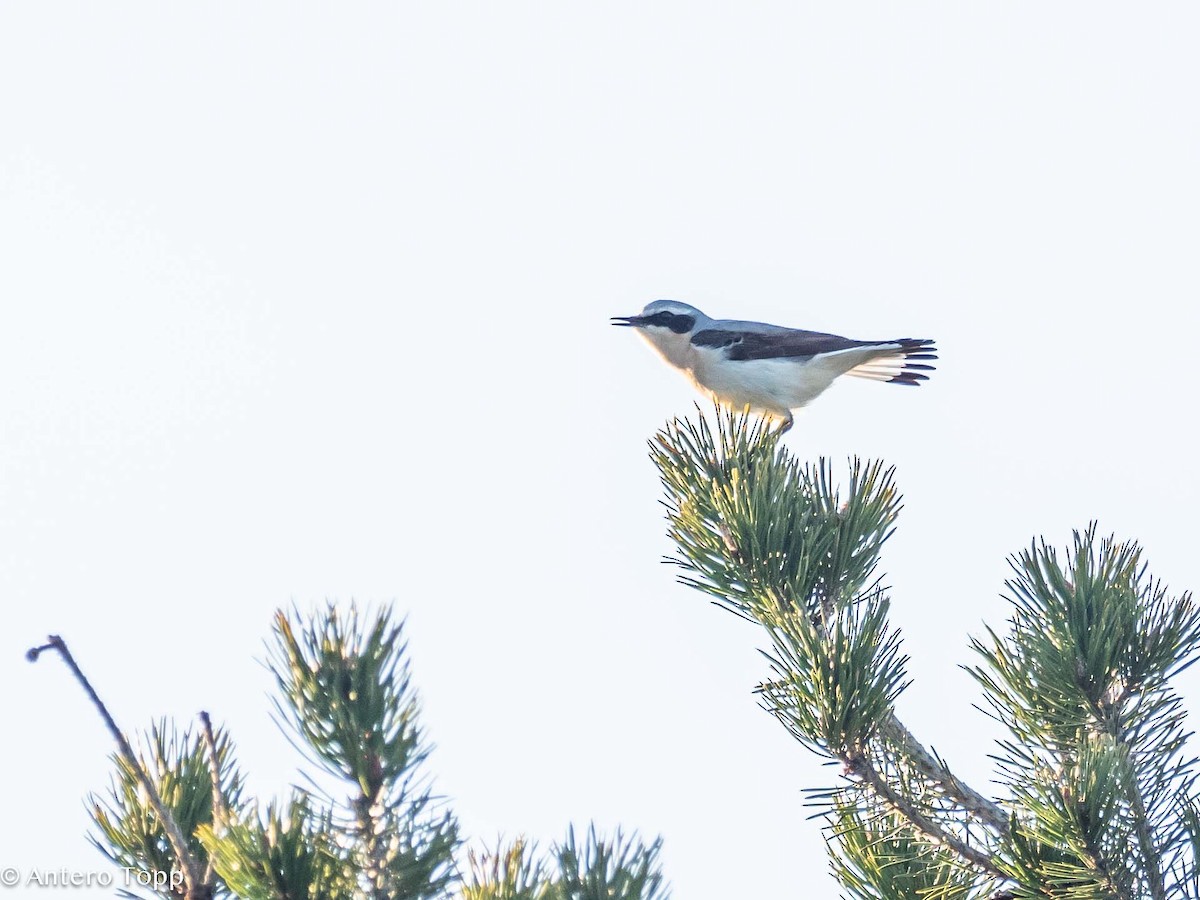 Northern Wheatear - Antero Topp