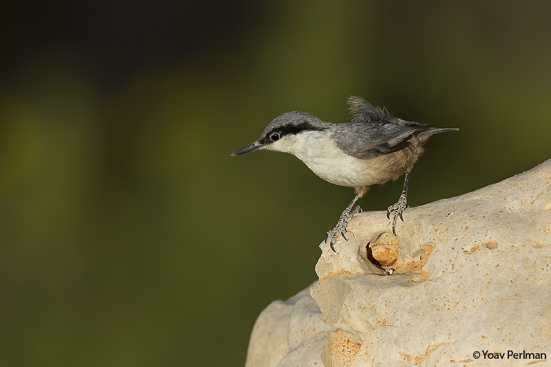 Western Rock Nuthatch - Yoav Perlman