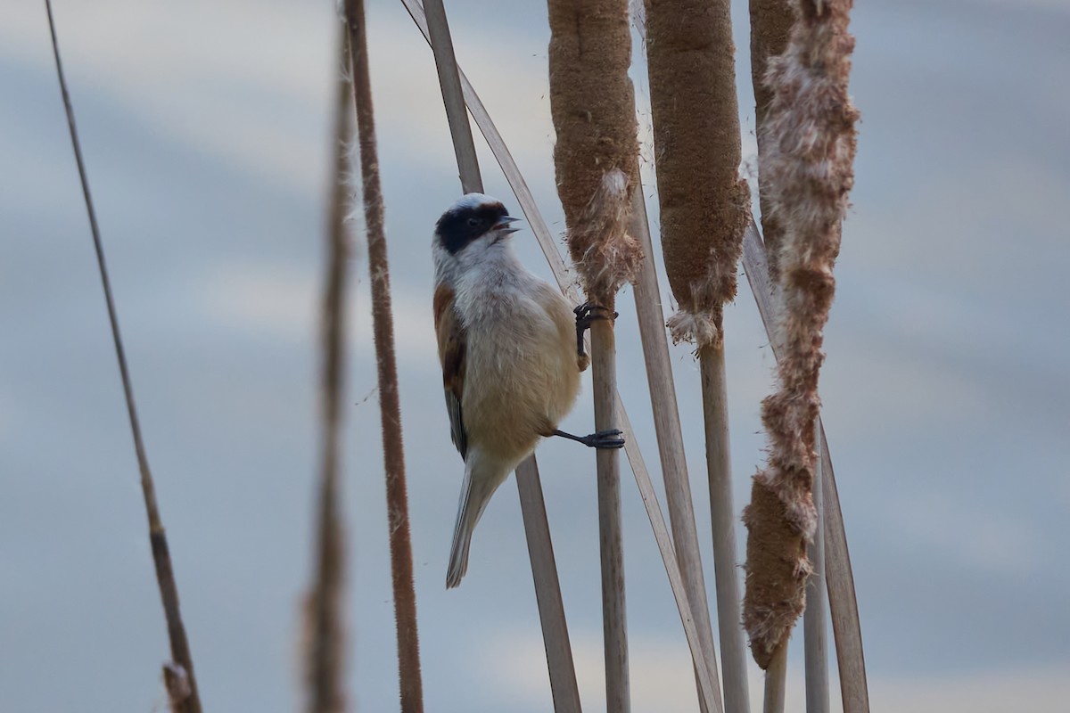 Eurasian Penduline-Tit - Luis Manso