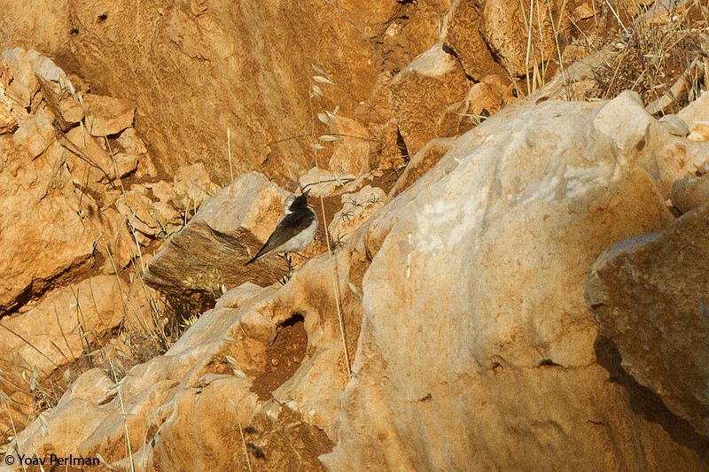 Finsch's Wheatear - Yoav Perlman