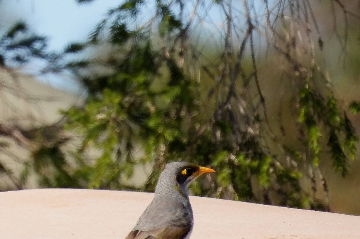 Yellow-throated Miner - ML618607927