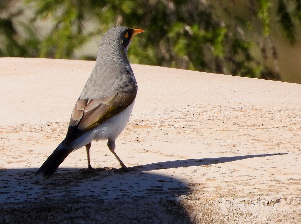 Yellow-throated Miner - ML618607928
