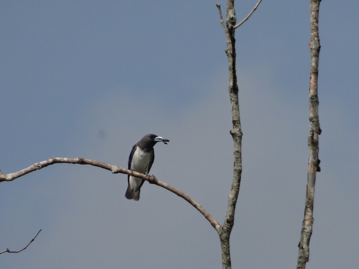 White-breasted Woodswallow - ML618607939