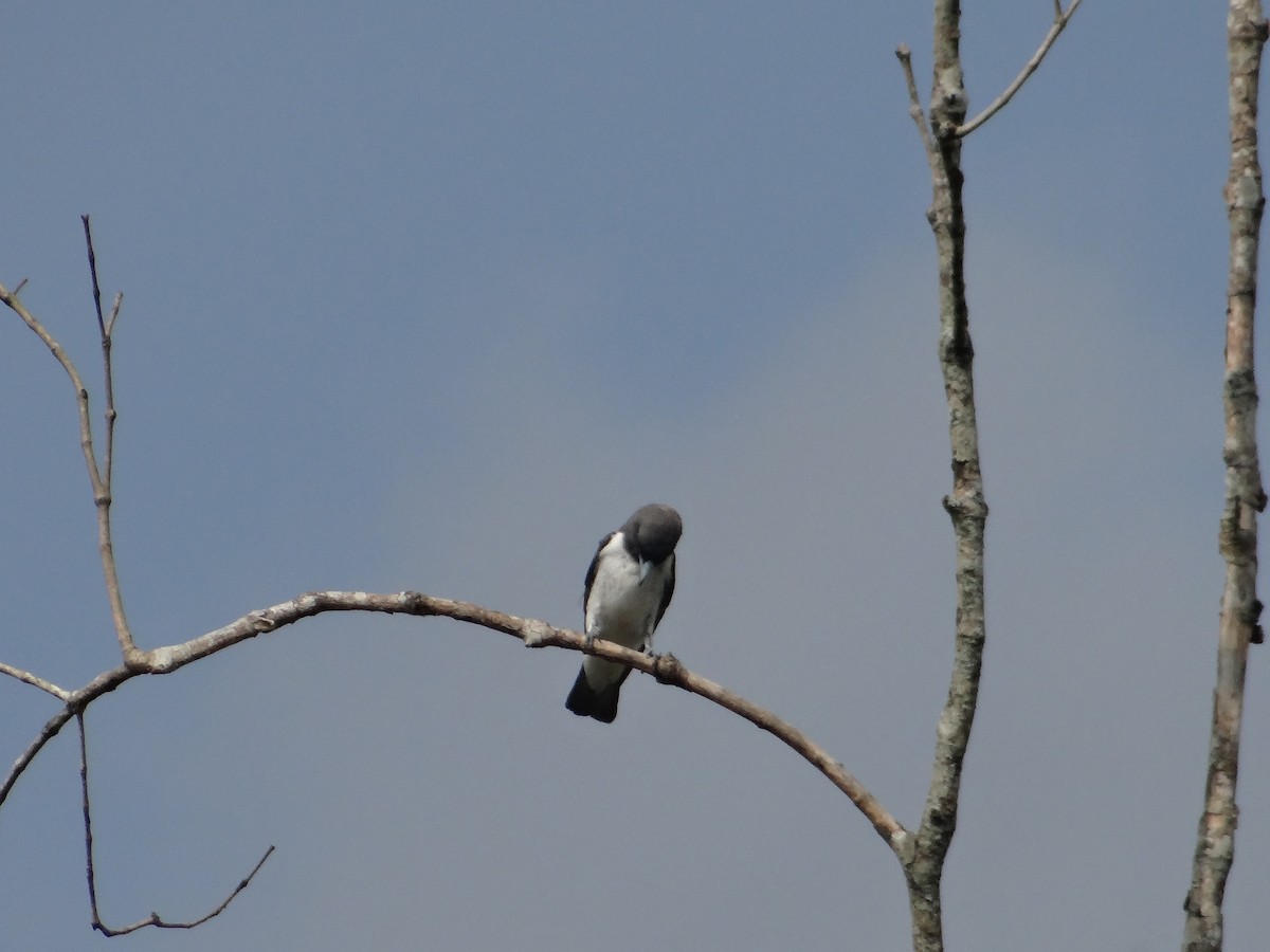 White-breasted Woodswallow - ML618607940