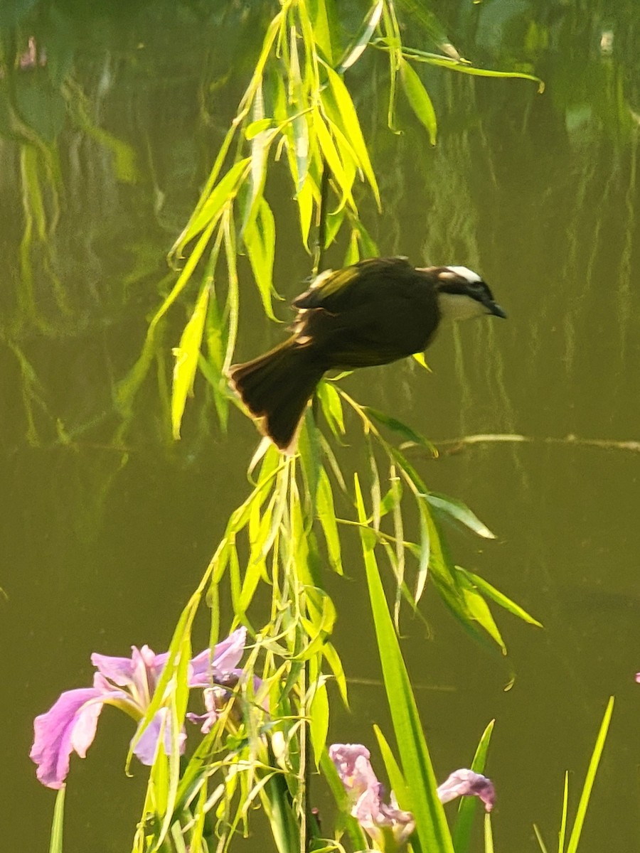 Light-vented Bulbul - ML618607966