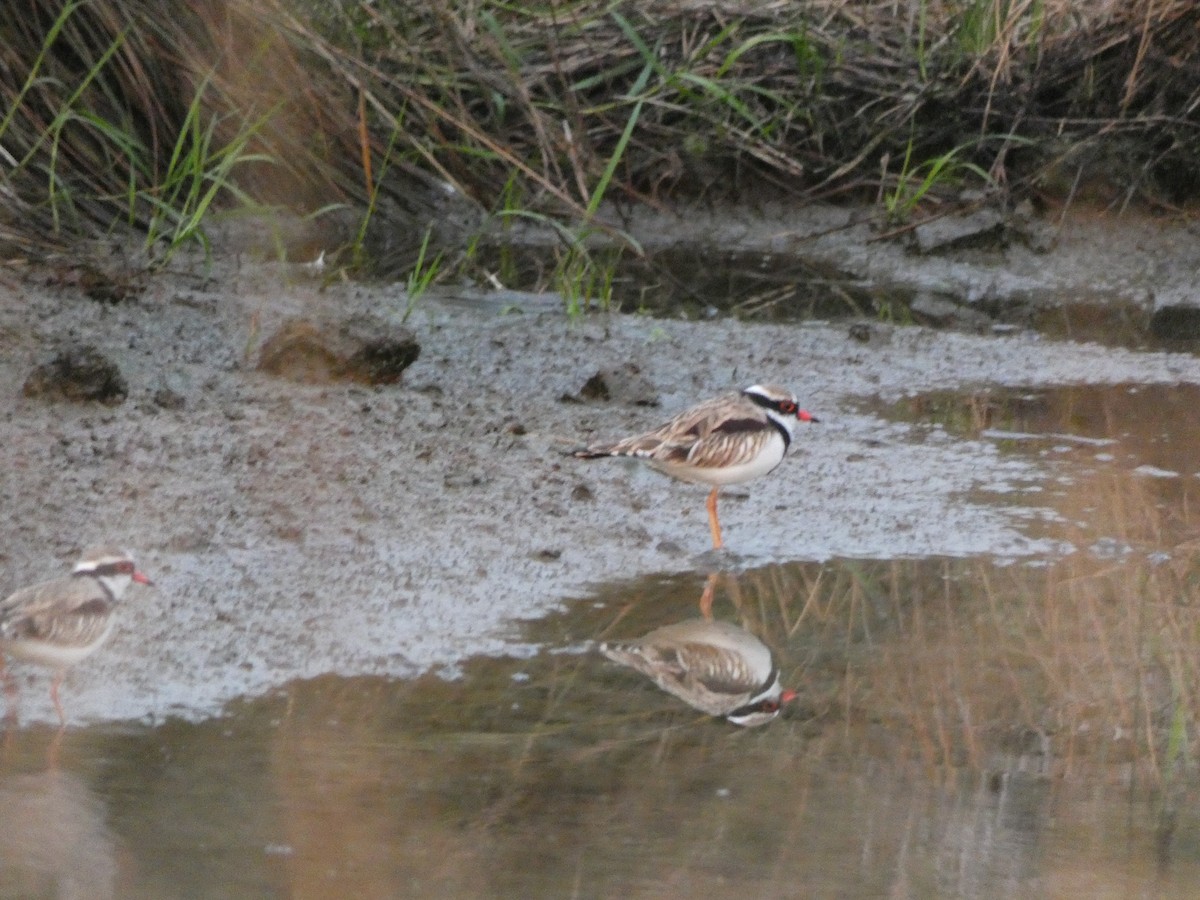 Black-fronted Dotterel - ML618607968