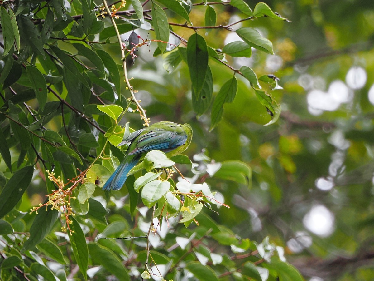 Bornean Leafbird - ML618607997