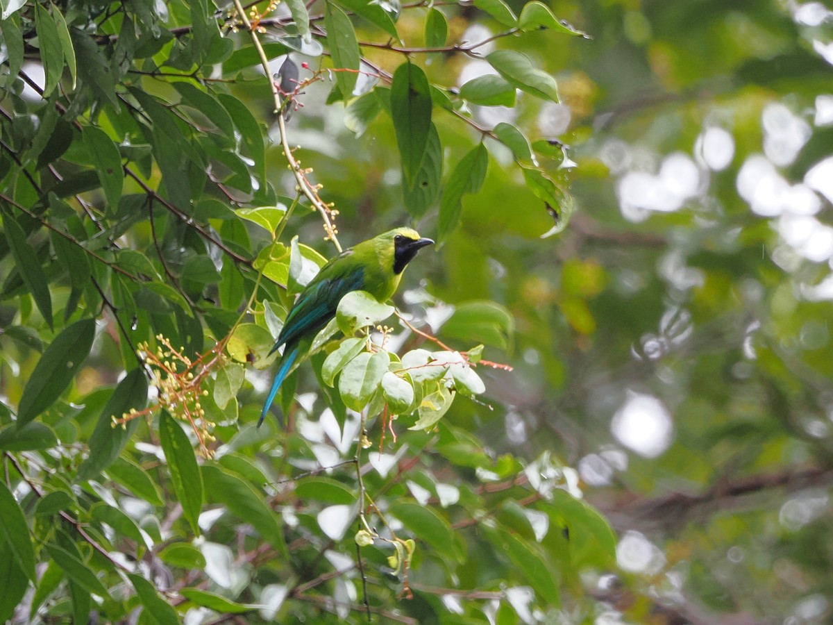 Bornean Leafbird - ML618607998