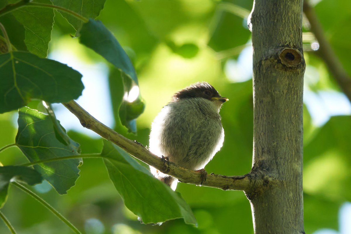 Long-tailed Tit - ML618607999