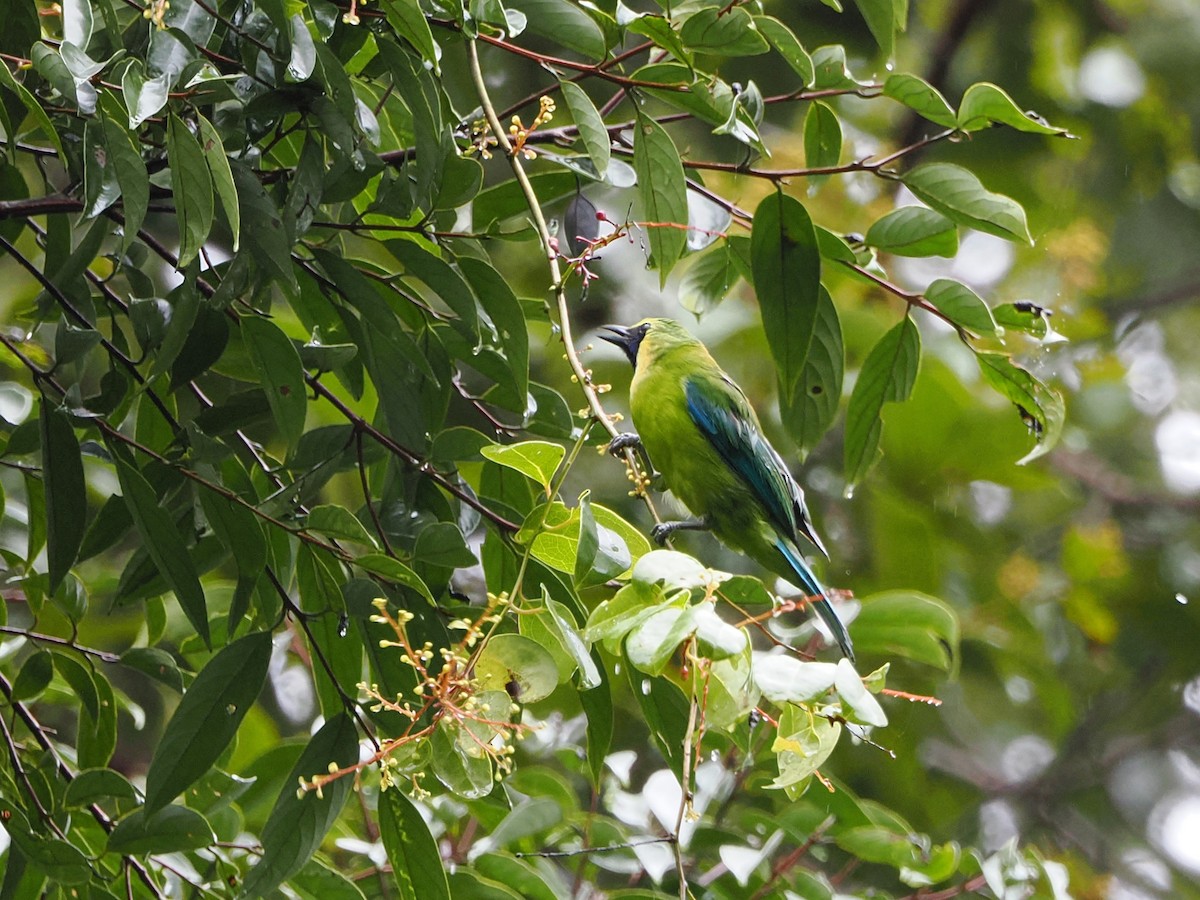 Bornean Leafbird - Kuan Chih Yu