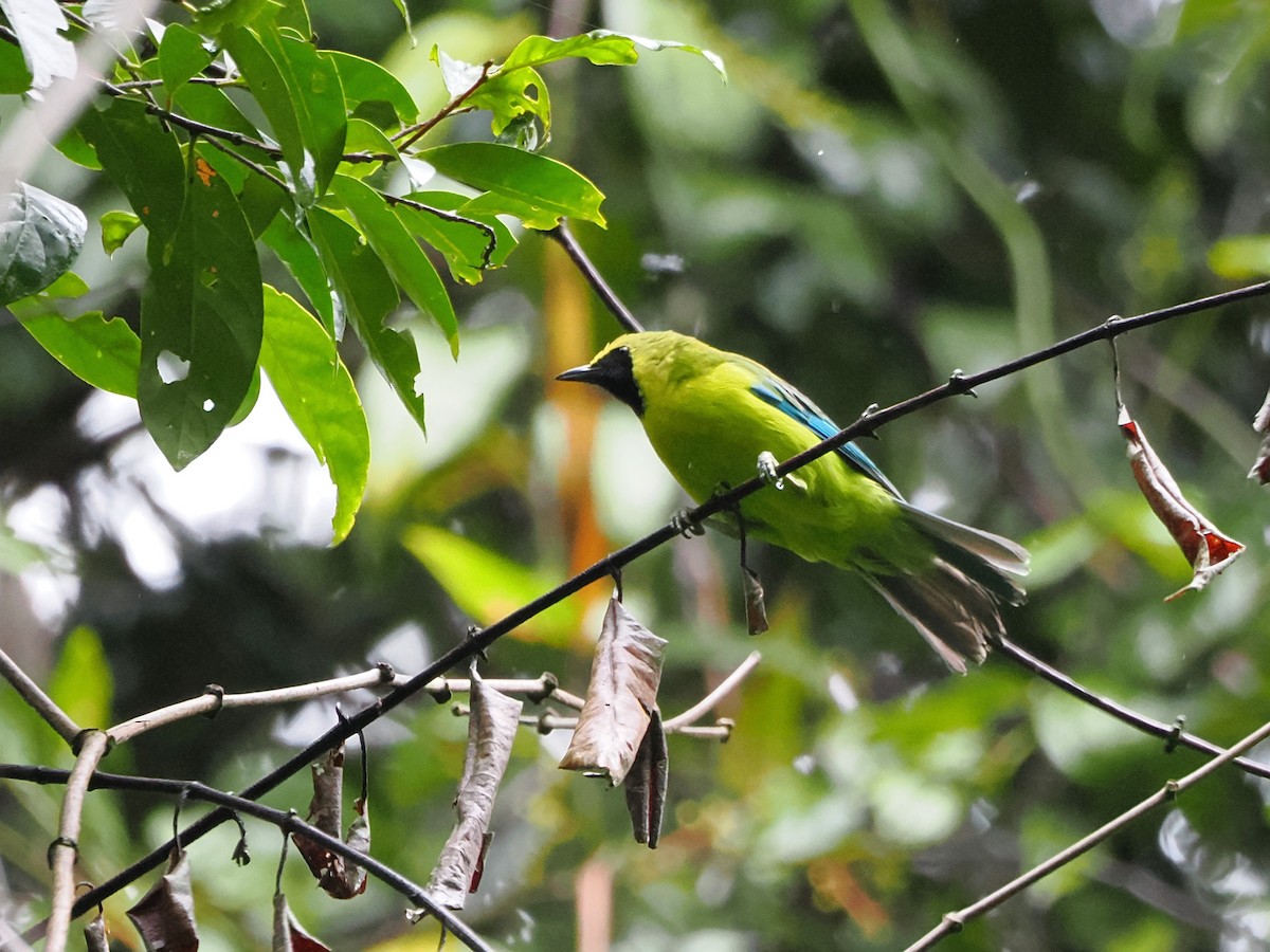 Bornean Leafbird - Kuan Chih Yu