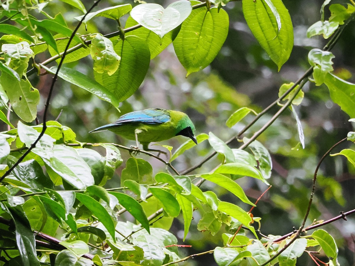 Bornean Leafbird - Kuan Chih Yu