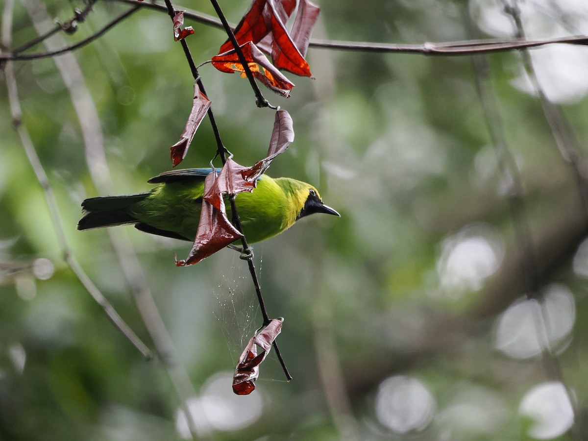 Bornean Leafbird - Kuan Chih Yu