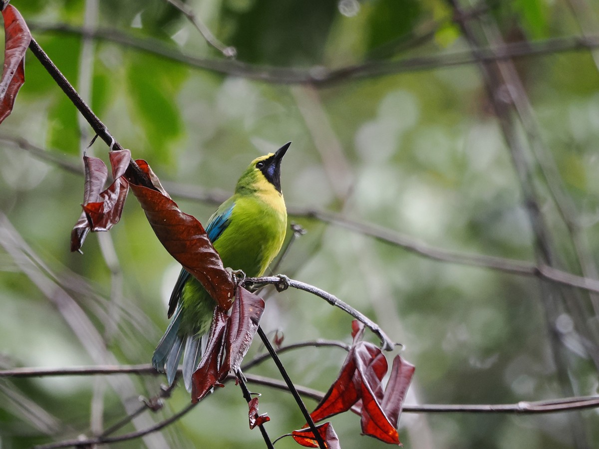 Bornean Leafbird - Kuan Chih Yu