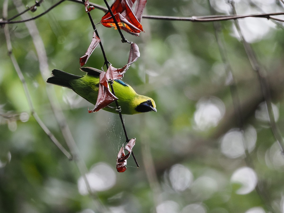 Bornean Leafbird - Kuan Chih Yu