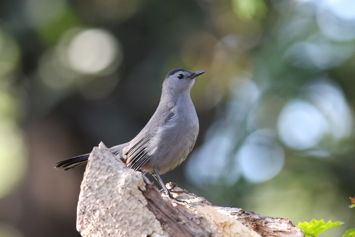 Gray Catbird - ML618608025