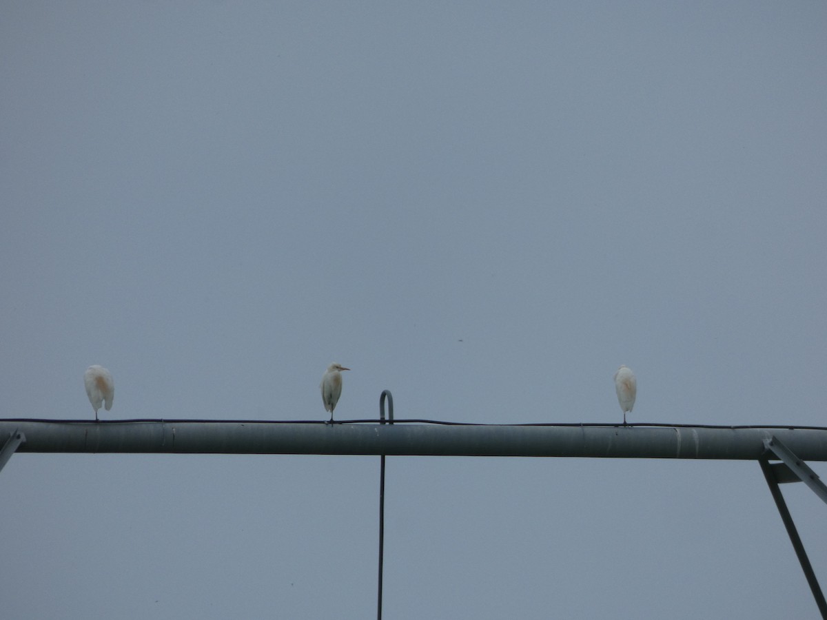 volavka dobytčí - ML618608048