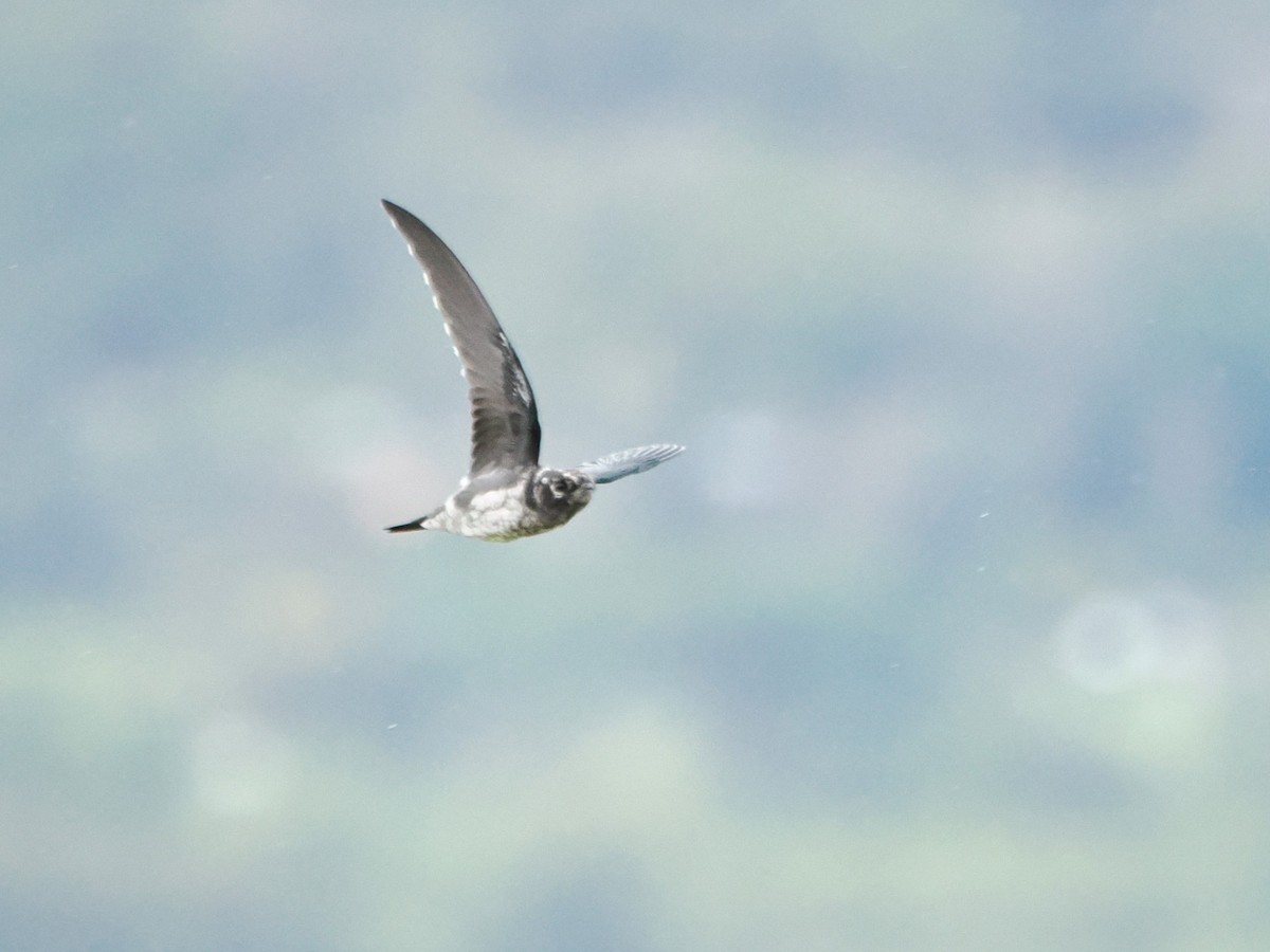 Gray-rumped Treeswift - Kuan Chih Yu