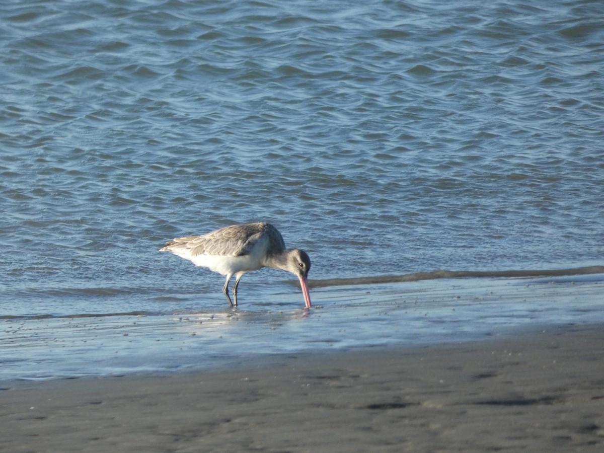 Bar-tailed Godwit - ML618608074