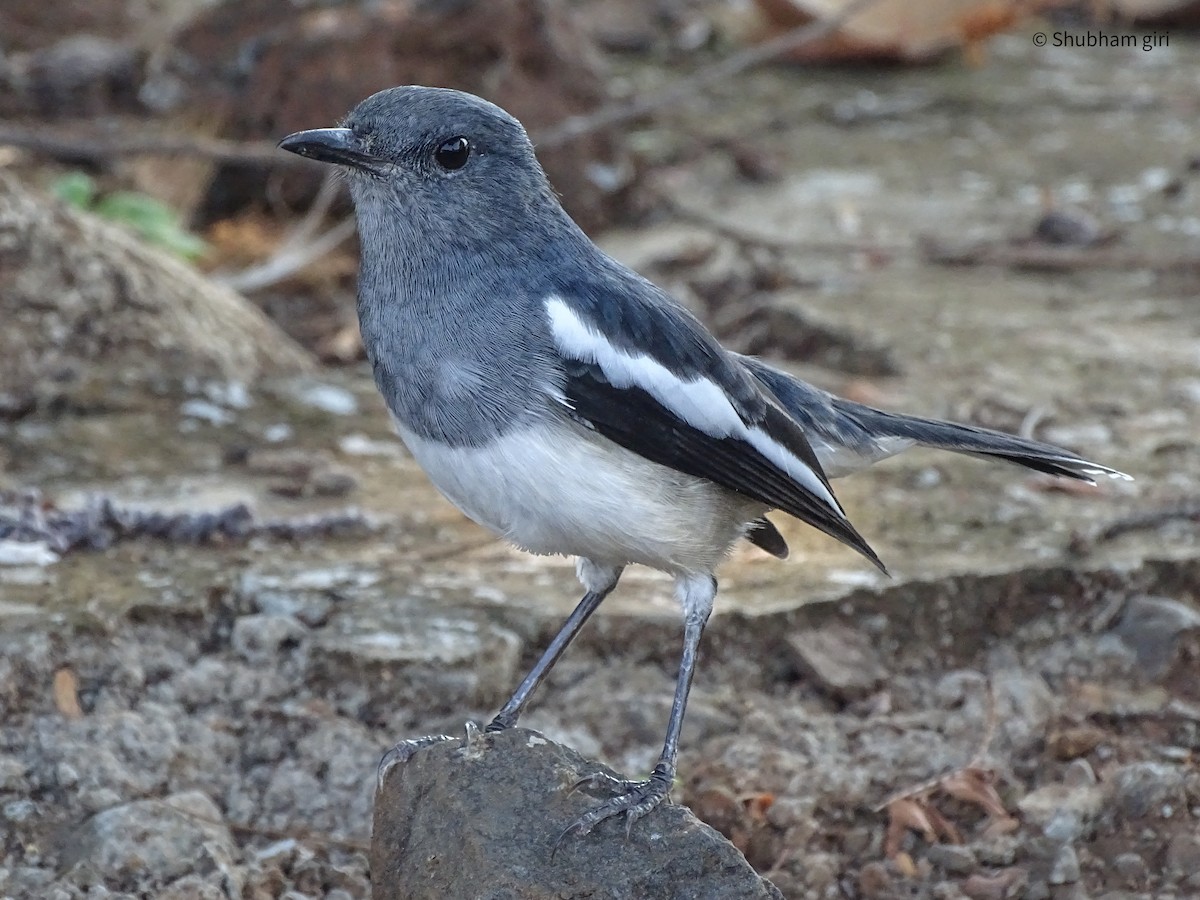 Oriental Magpie-Robin - Shubham Giri