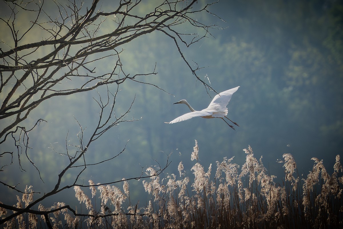 Great Egret - ML618608080