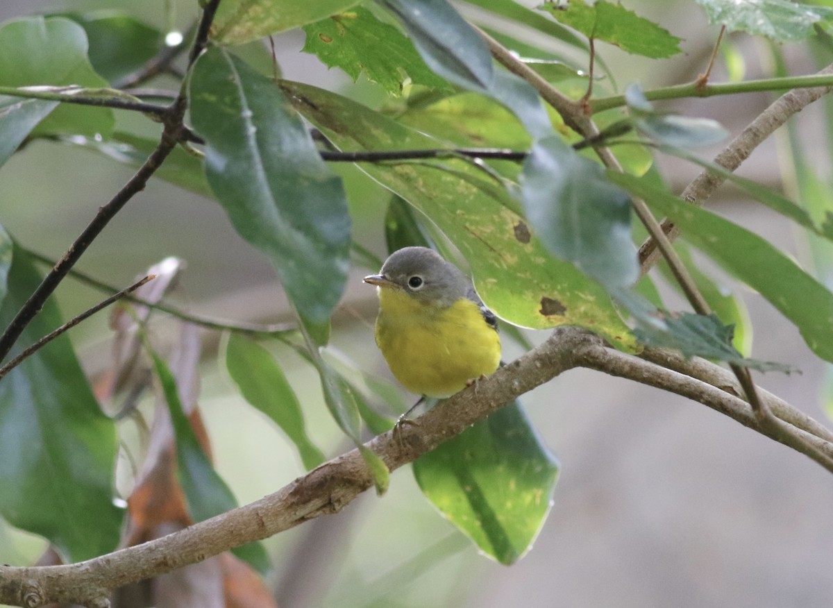 Magnolia Warbler - ML618608088