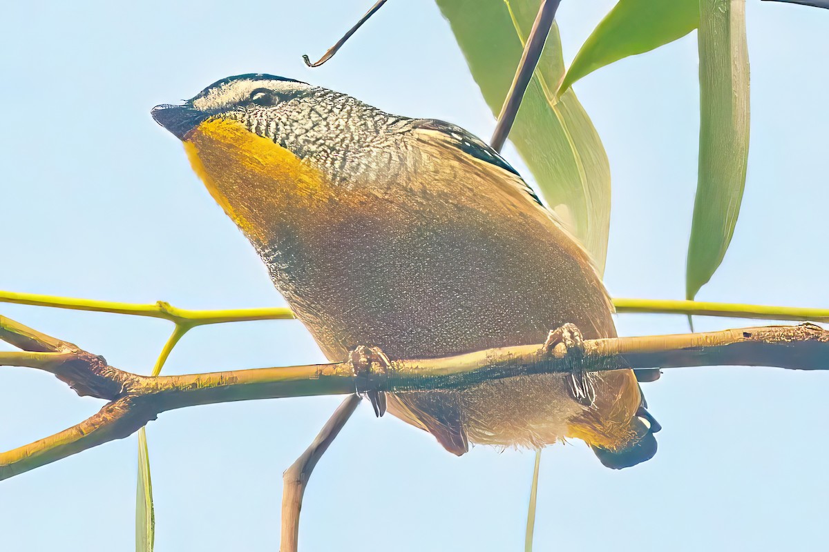 Fleckenpanthervogel (punctatus) - ML618608131