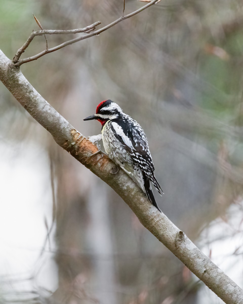 Yellow-bellied Sapsucker - ML618608184