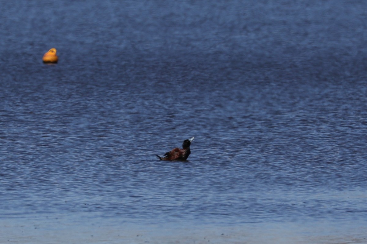 Blue-billed Duck - ML618608198