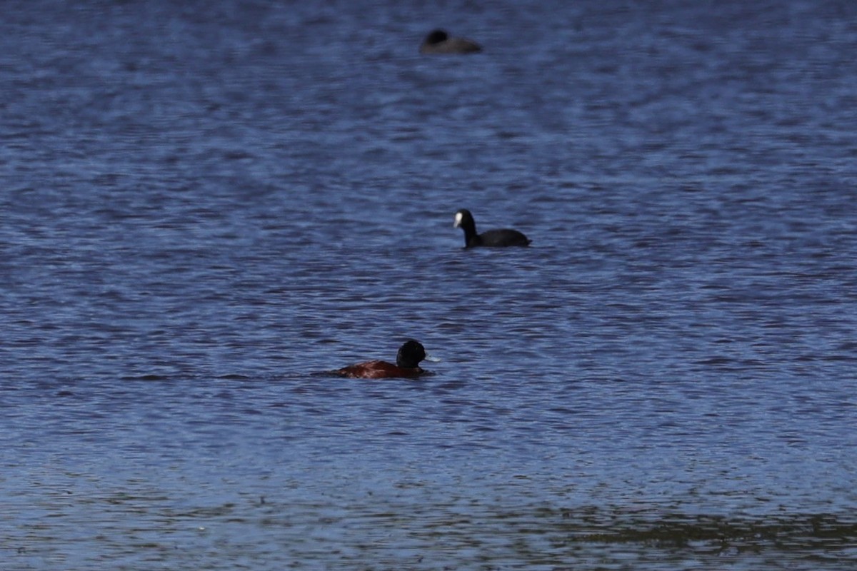 Blue-billed Duck - ML618608199