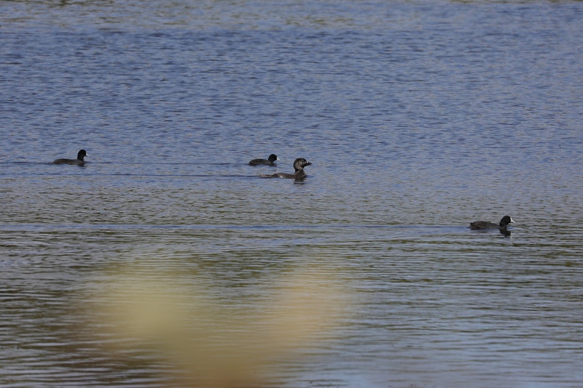 Musk Duck - ML618608204