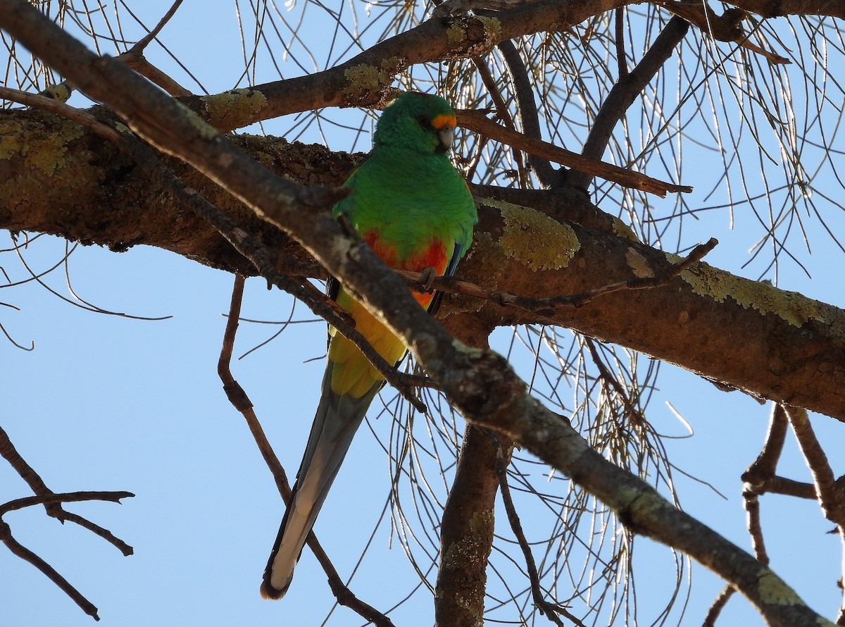 Разноцветный попугайчик - ML618608205