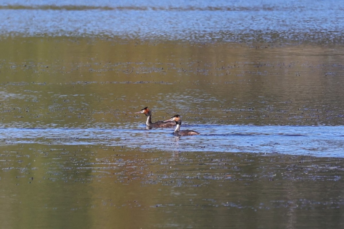 Great Crested Grebe - ML618608217